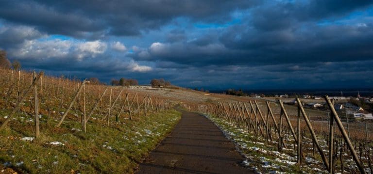 Franse wijnboeren hebben het moeilijk door het slechtste weer in 30 jaar