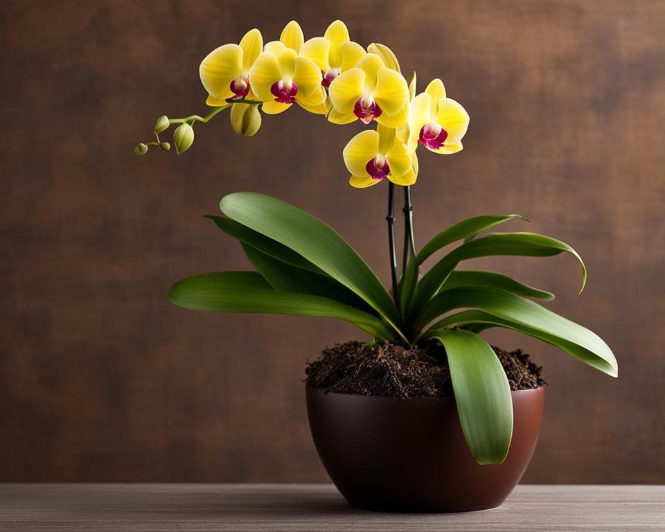 orchideeën verzorging