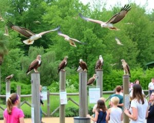 Bezoek een roofvogelcentrum voor een educatieve dag