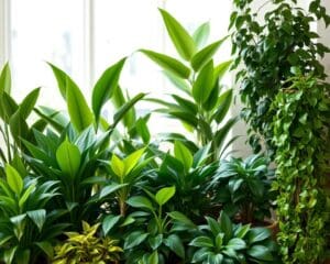 Welke planten zorgen direct voor betere luchtkwaliteit?